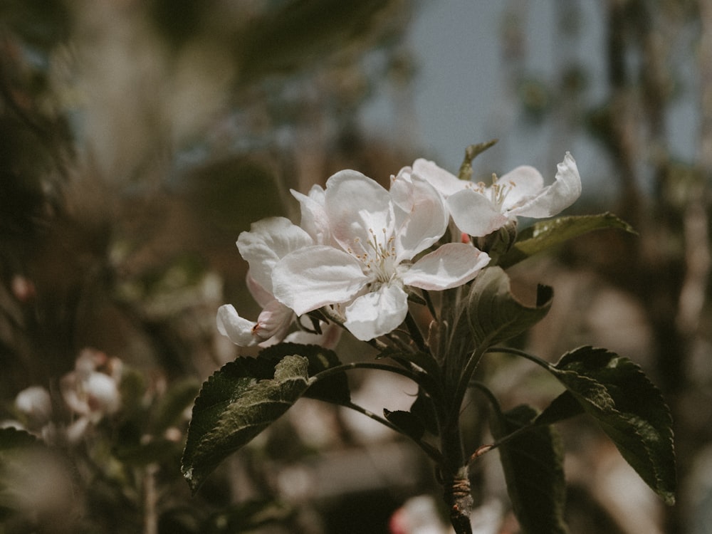 Flores brancas de pétalas