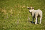 A peaceful lamb standing near a wooden fence with green grass around.
