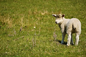 A peaceful lamb standing near a wooden fence with green grass around.