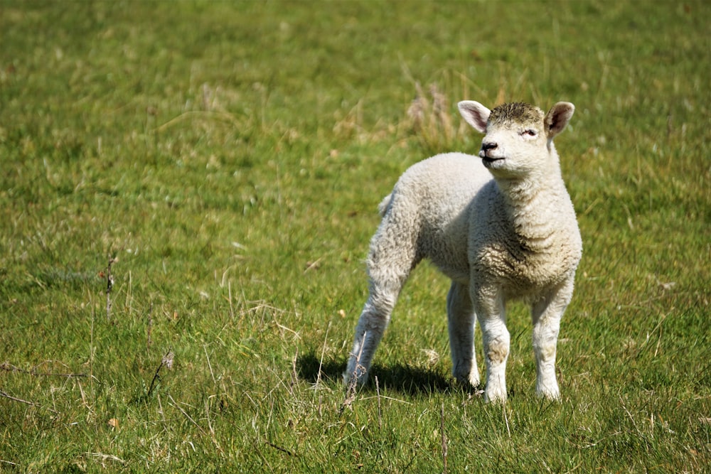 white lamp on green grass field during daytime