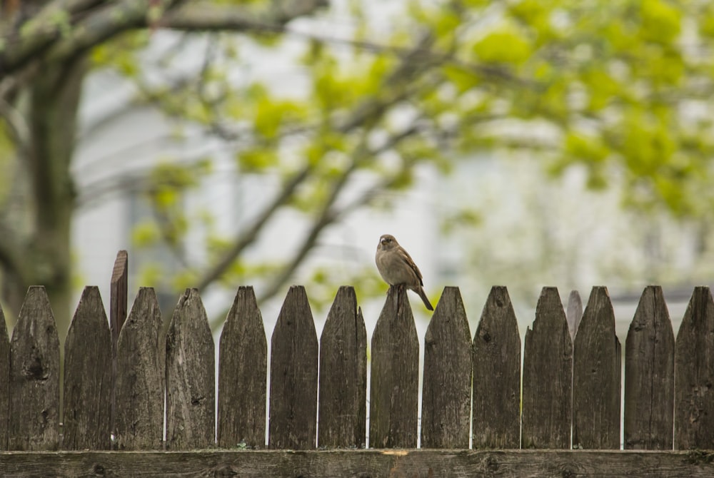 gray bird perching on fence