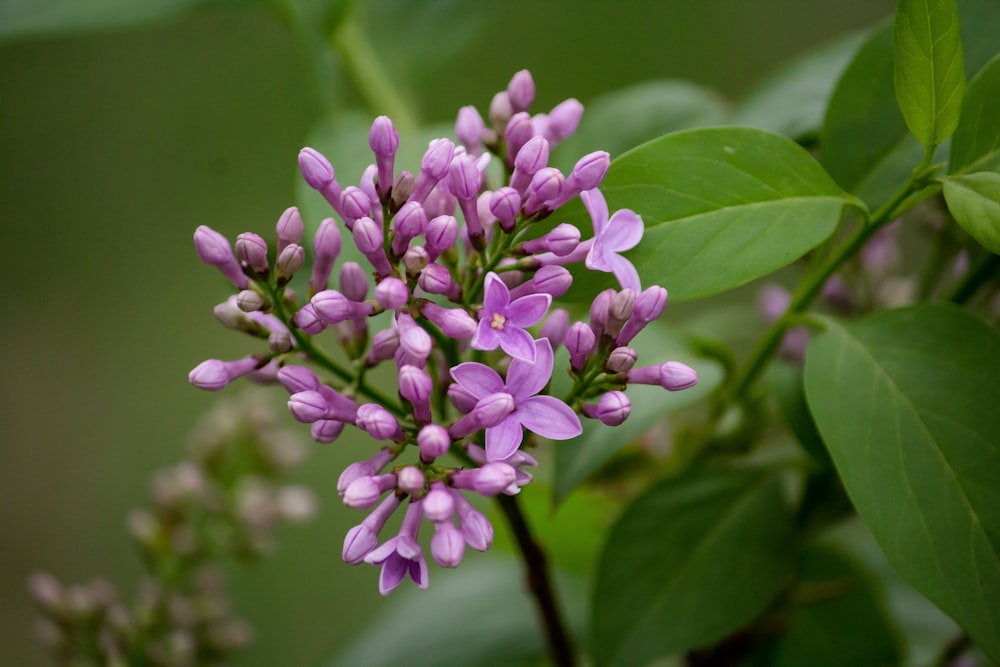 purple petaled flowers