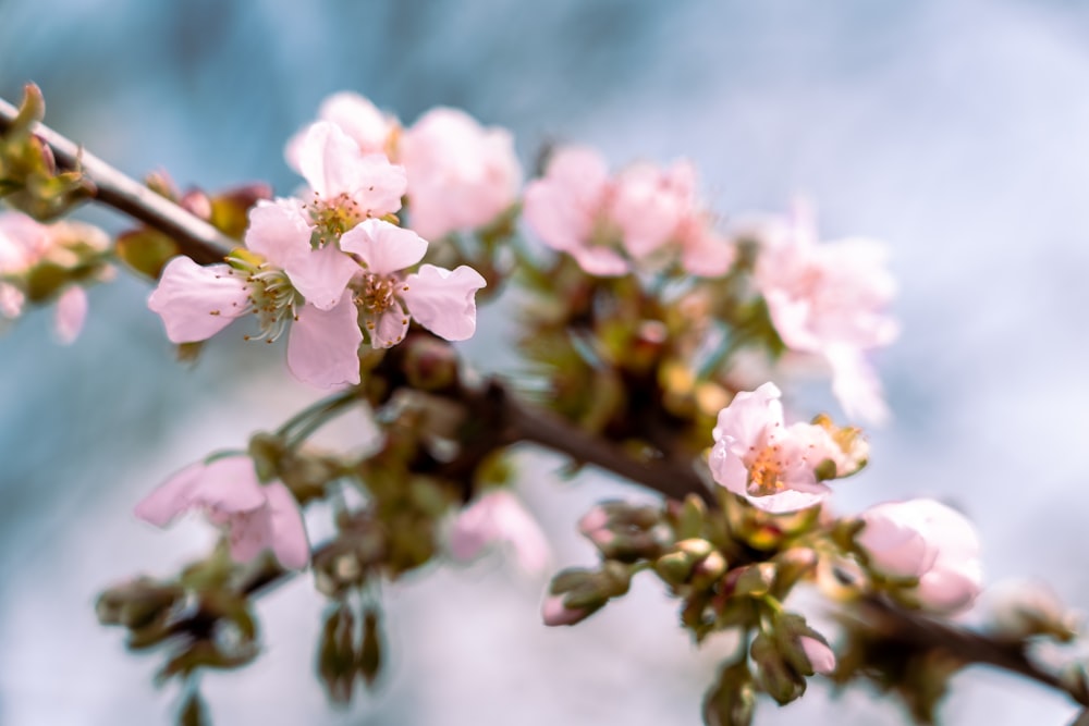 pink petaled flowers