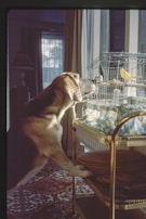 A beagle stands on its hind legs, curiously looking at a birdcage placed on a decorative trolley. The room is softly lit, creating a warm ambiance with sunlight streaming through a window. The birdcage contains small birds, and the room features a patterned rug and drapes.