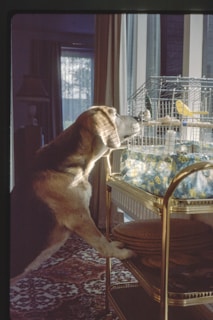 A beagle stands on its hind legs, curiously looking at a birdcage placed on a decorative trolley. The room is softly lit, creating a warm ambiance with sunlight streaming through a window. The birdcage contains small birds, and the room features a patterned rug and drapes.