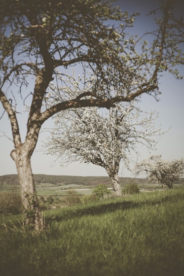A serene landscape featuring lush greenery and blooming flowers.