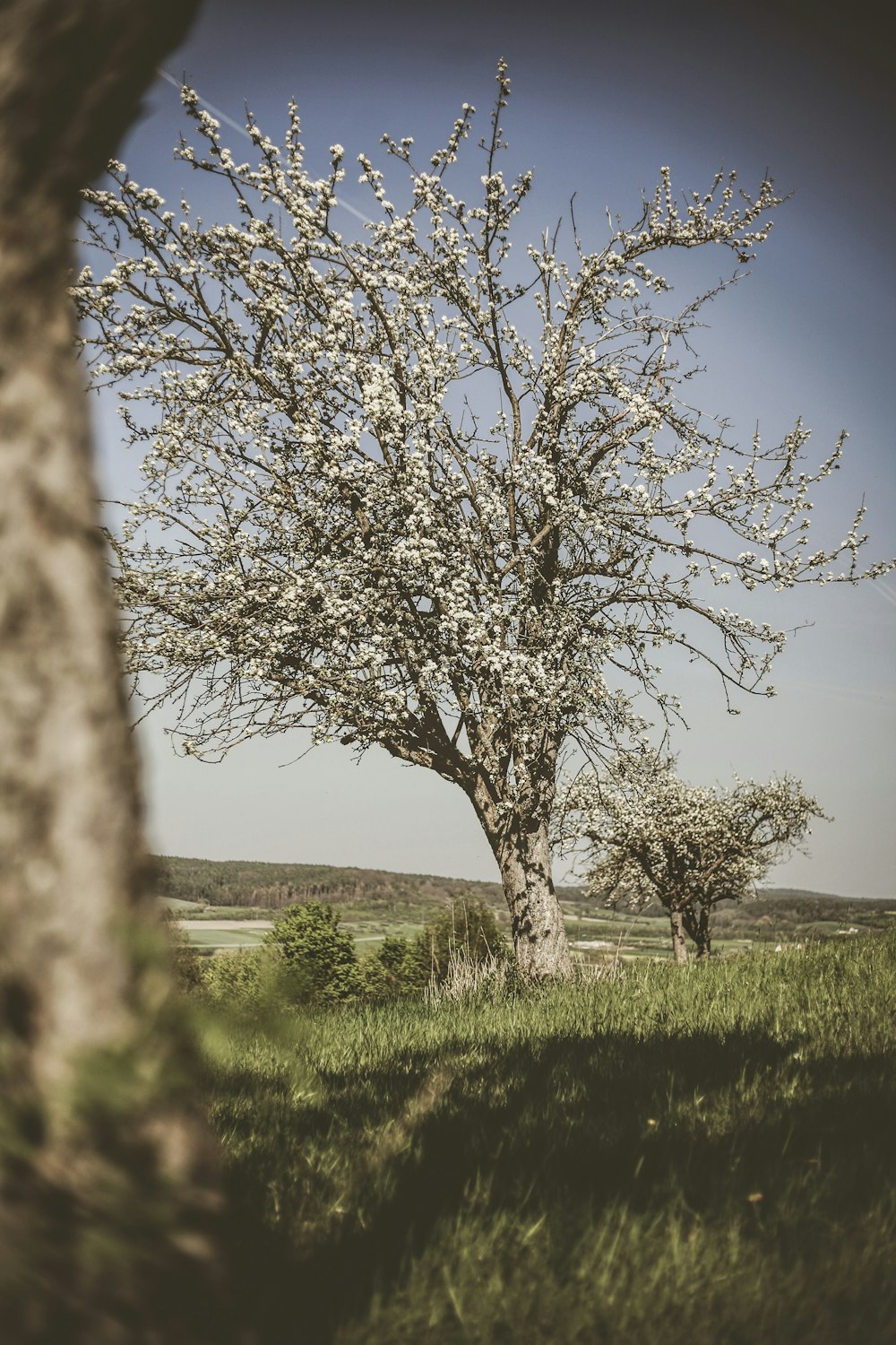 bare tree on grass field