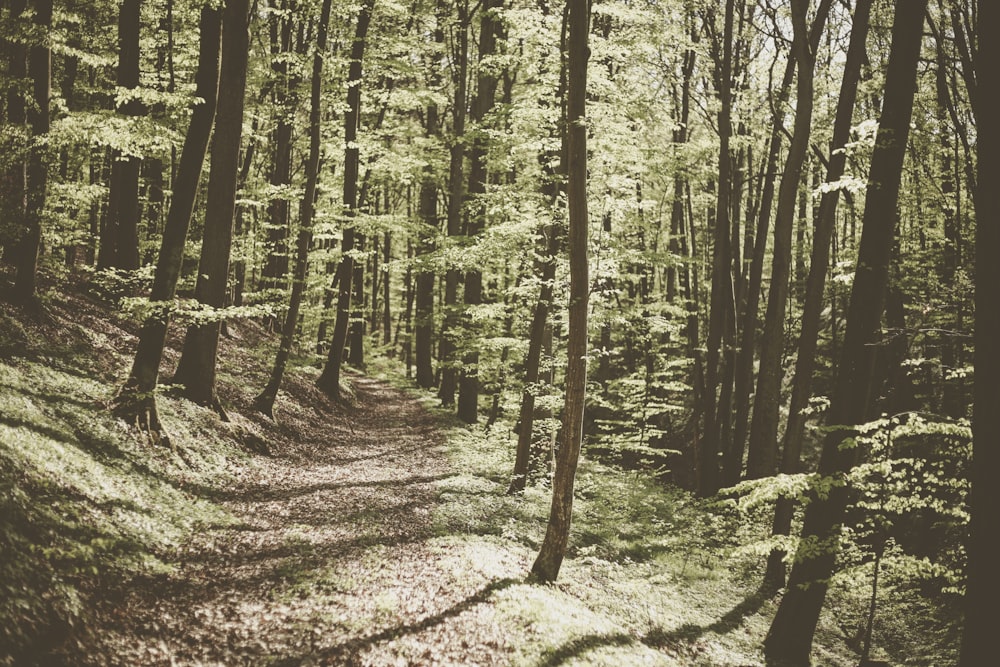 green-leafed trees during daytime