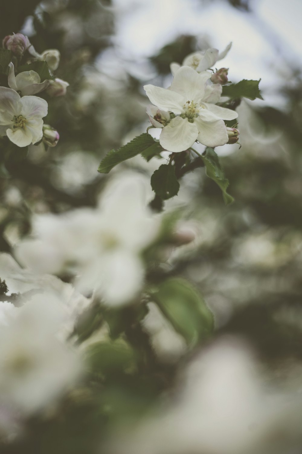 selective focus photography of white flowers