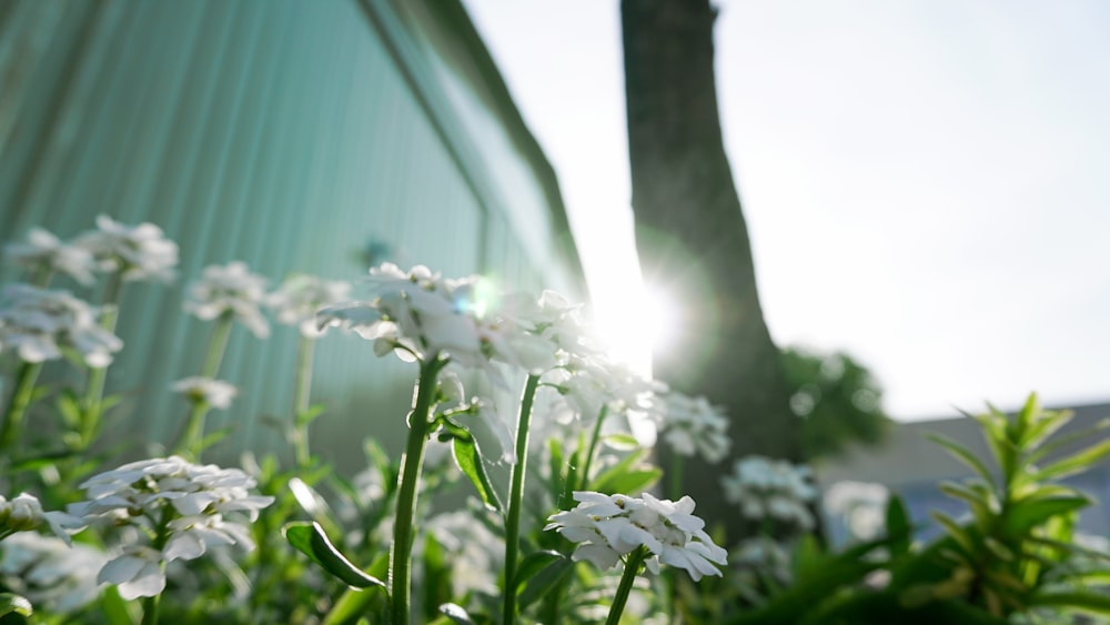 white-petaled flowers