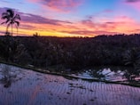 Sunset over the serene rice terraces of Bali, glowing golden in the evening light.