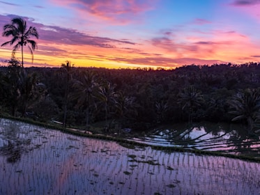 Sunset over the serene rice terraces in Bali, with golden light reflecting on the water.