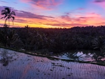 A scenic view of Bali's rice terraces under a golden sunset.
