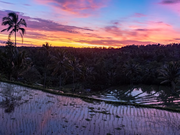 A stunning sunset over Bali’s iconic rice terraces, casting golden light on the landscape.
