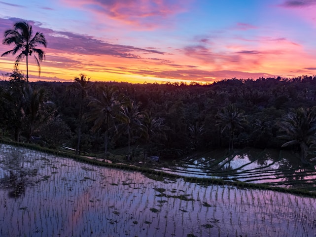 A vibrant sunrise over Bali's terraced rice fields with a traveler admiring the view.