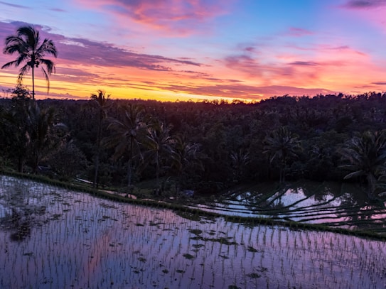 A vibrant sunset casts a colorful glow over a terraced rice field, with palm trees silhouetted against the horizon. The sky displays a gradient of orange, pink, and blue hues, reflecting vividly in the water-filled paddies.