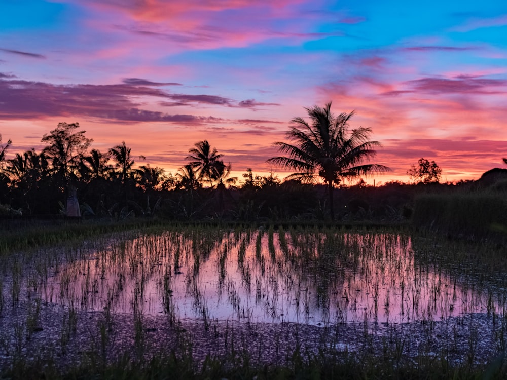 selective focus photography of rice field during daytime