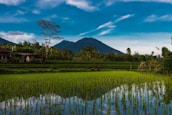 A peaceful rural landscape with rice paddies and mountains in the background.