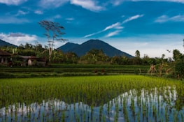 A peaceful rural landscape with rice paddies and mountains in the background.