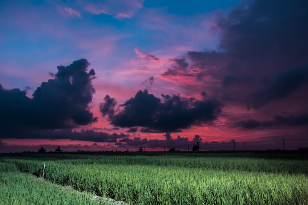 green rice field under black and orange skies