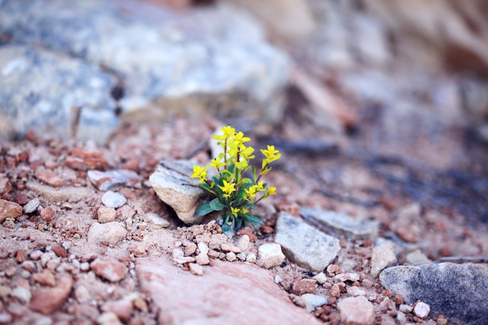 yellow petaled flower