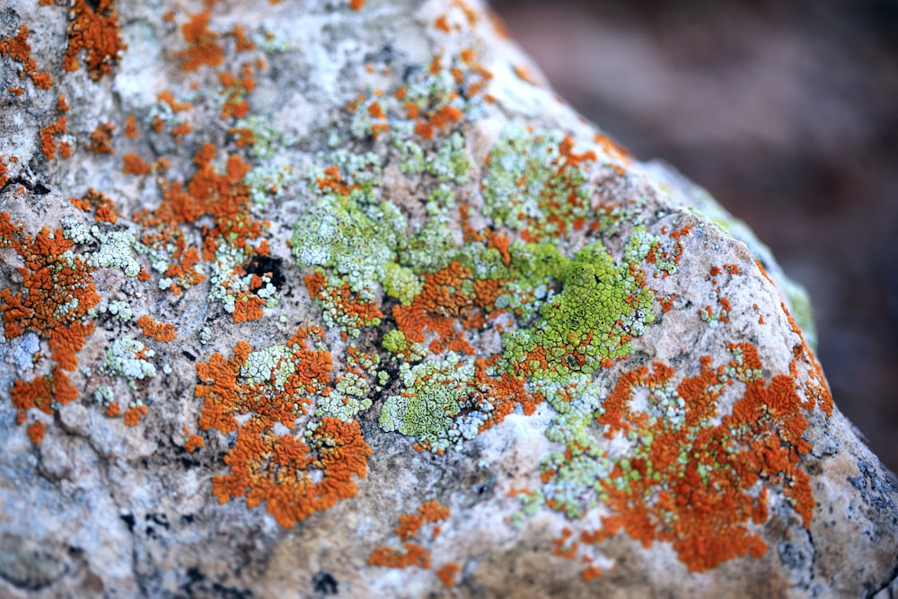 green and orange moss