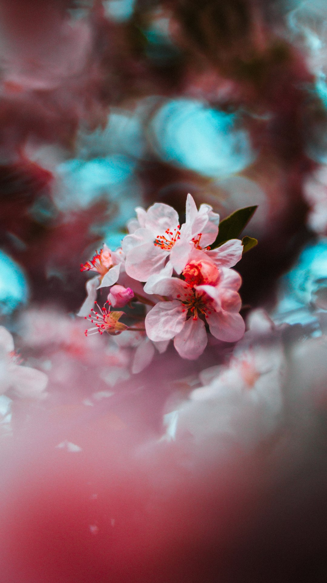 pink flowering tree in bloom