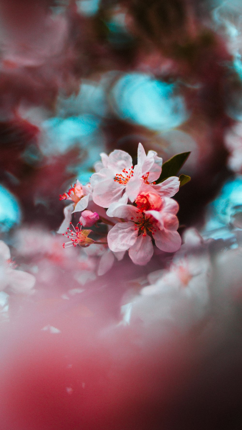 pink flowering tree in bloom