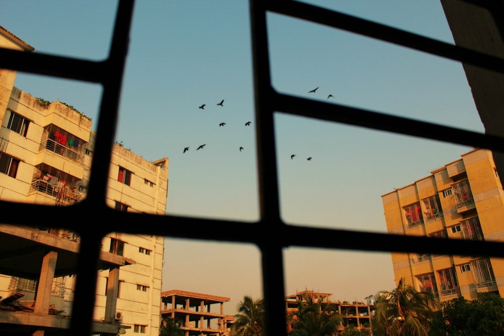 window through flight of bird