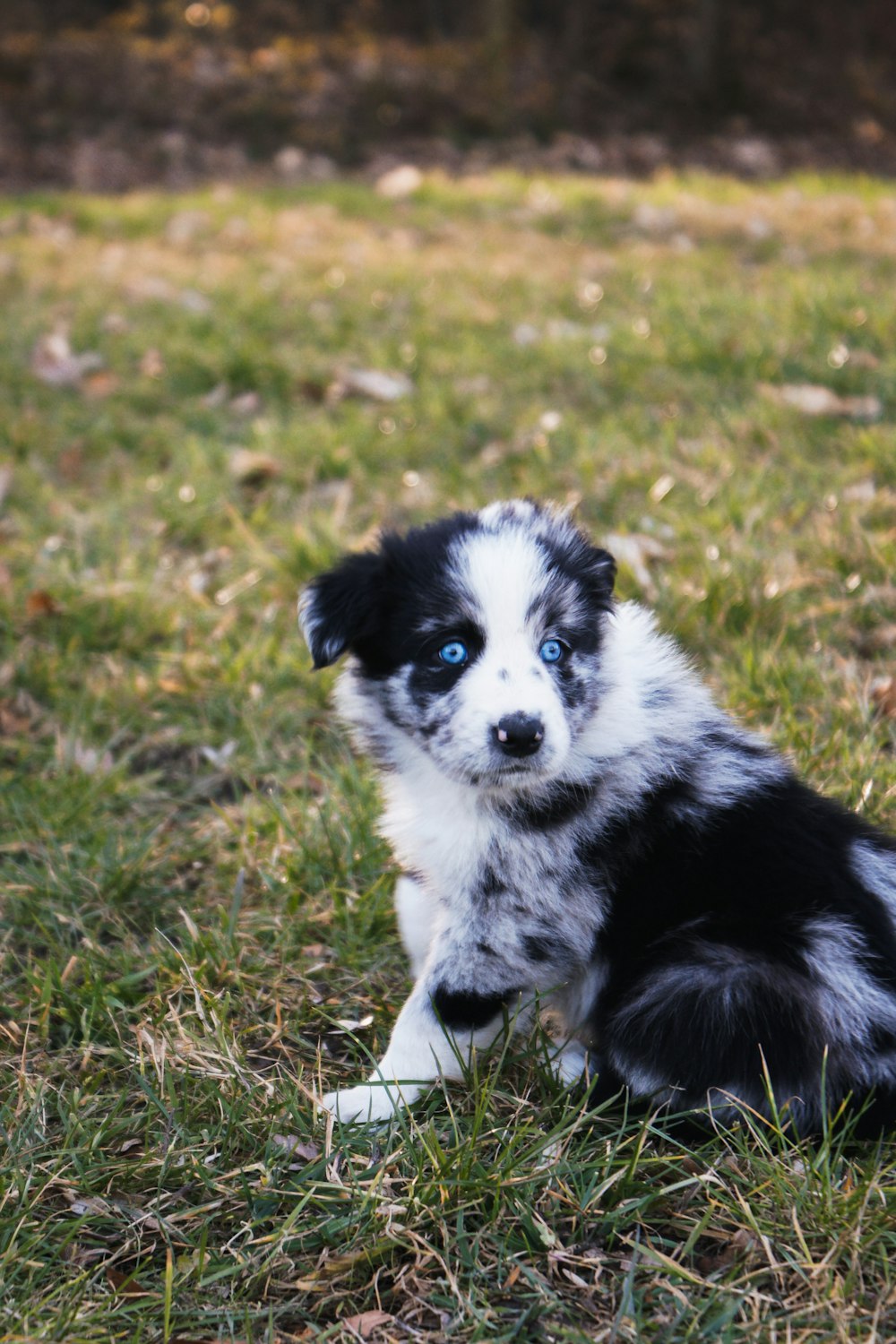 short-coat black and white dog lying on green grass during daytie