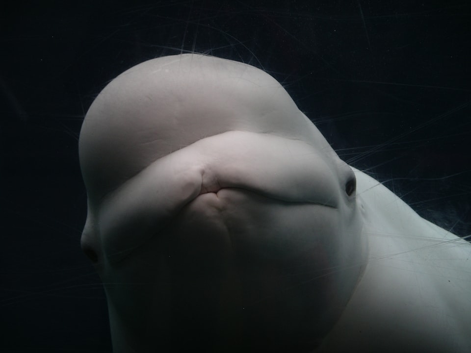 A beluga whale up close