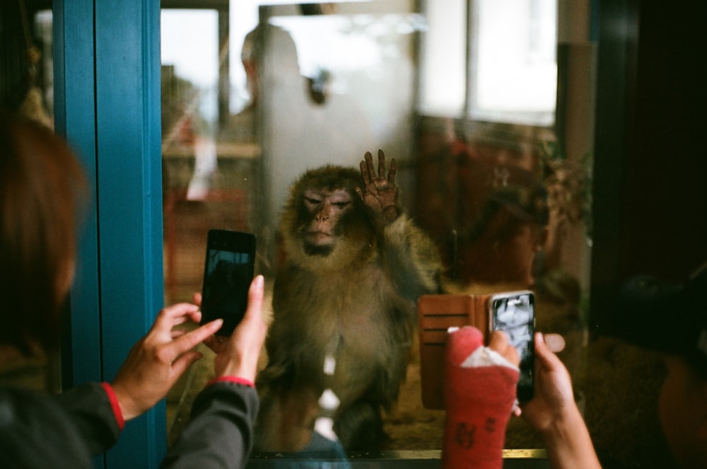 brown monkey inside glass building