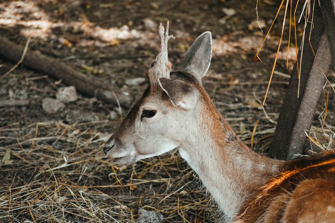 brown and white deer on brown field