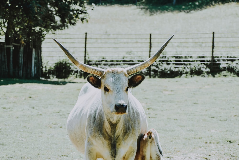 white cow near fence