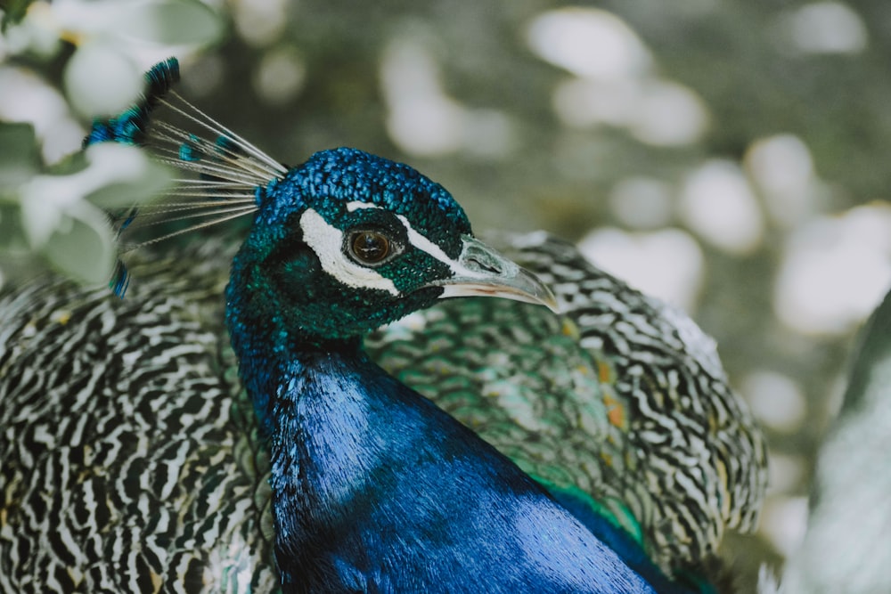 blue and black bird in closed-up photography