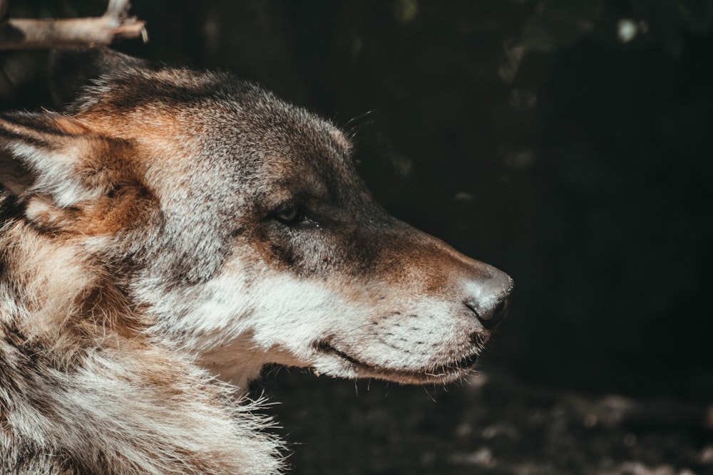 medium-coated tan dog