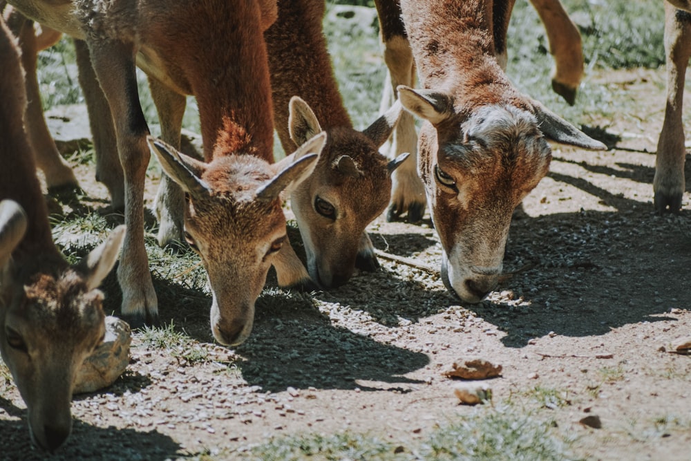 four brown goats