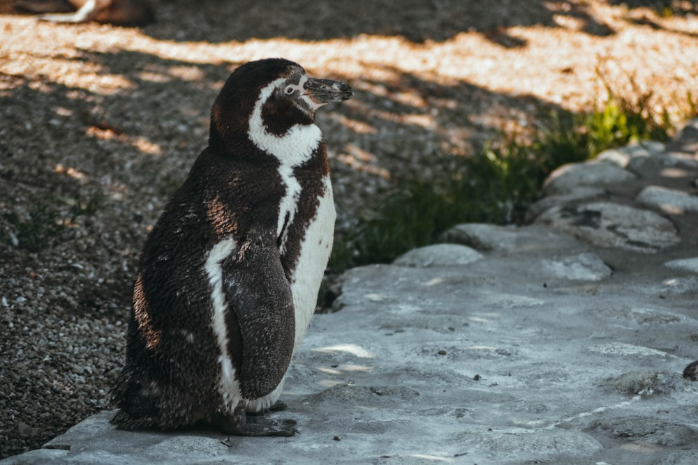 black and white penguin