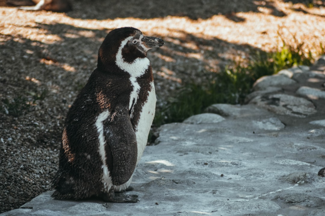 black and white penguin