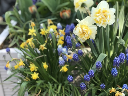 A vibrant garden scene featuring an array of flowers with large yellow and white daffodils, small blue grape hyacinths, and delicate yellow flowers among lush green leaves.