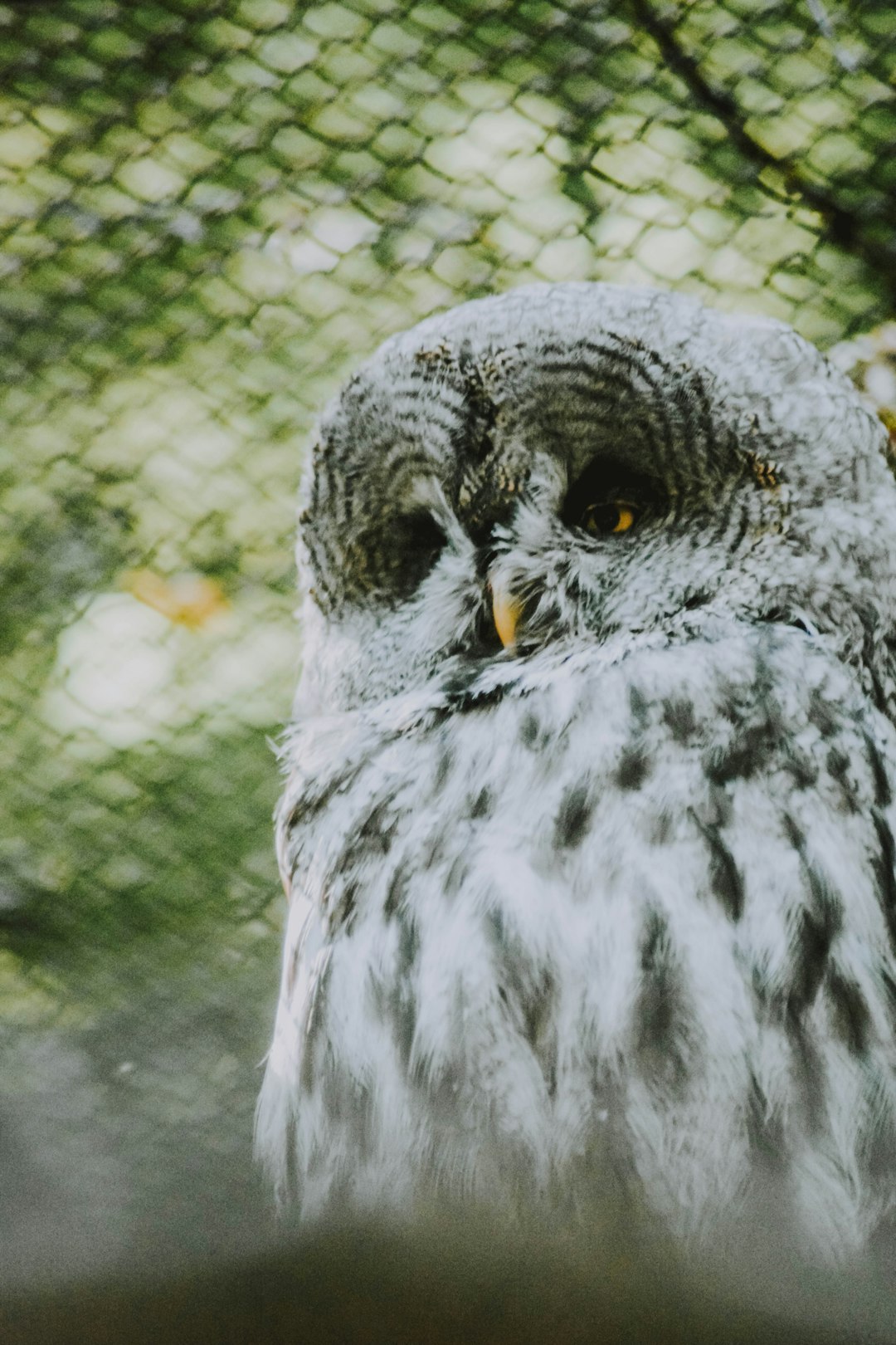 white and gray owl