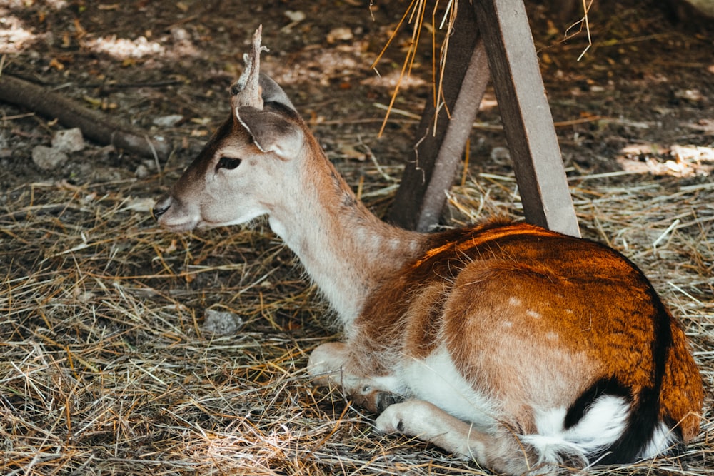 brown deer lying on the ground