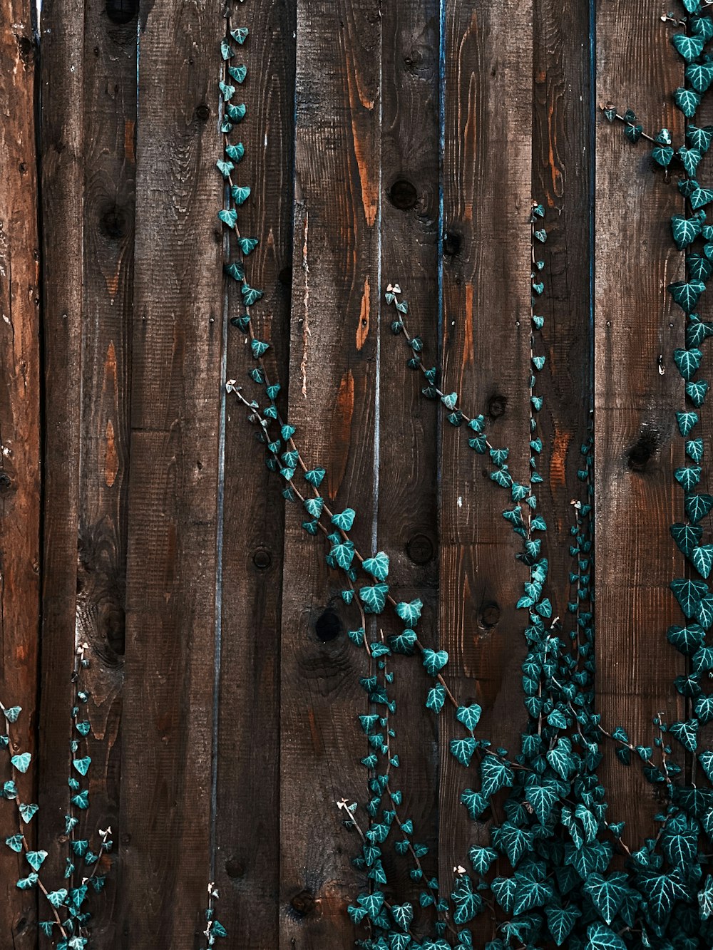 green ivy plant on brown wooden plank