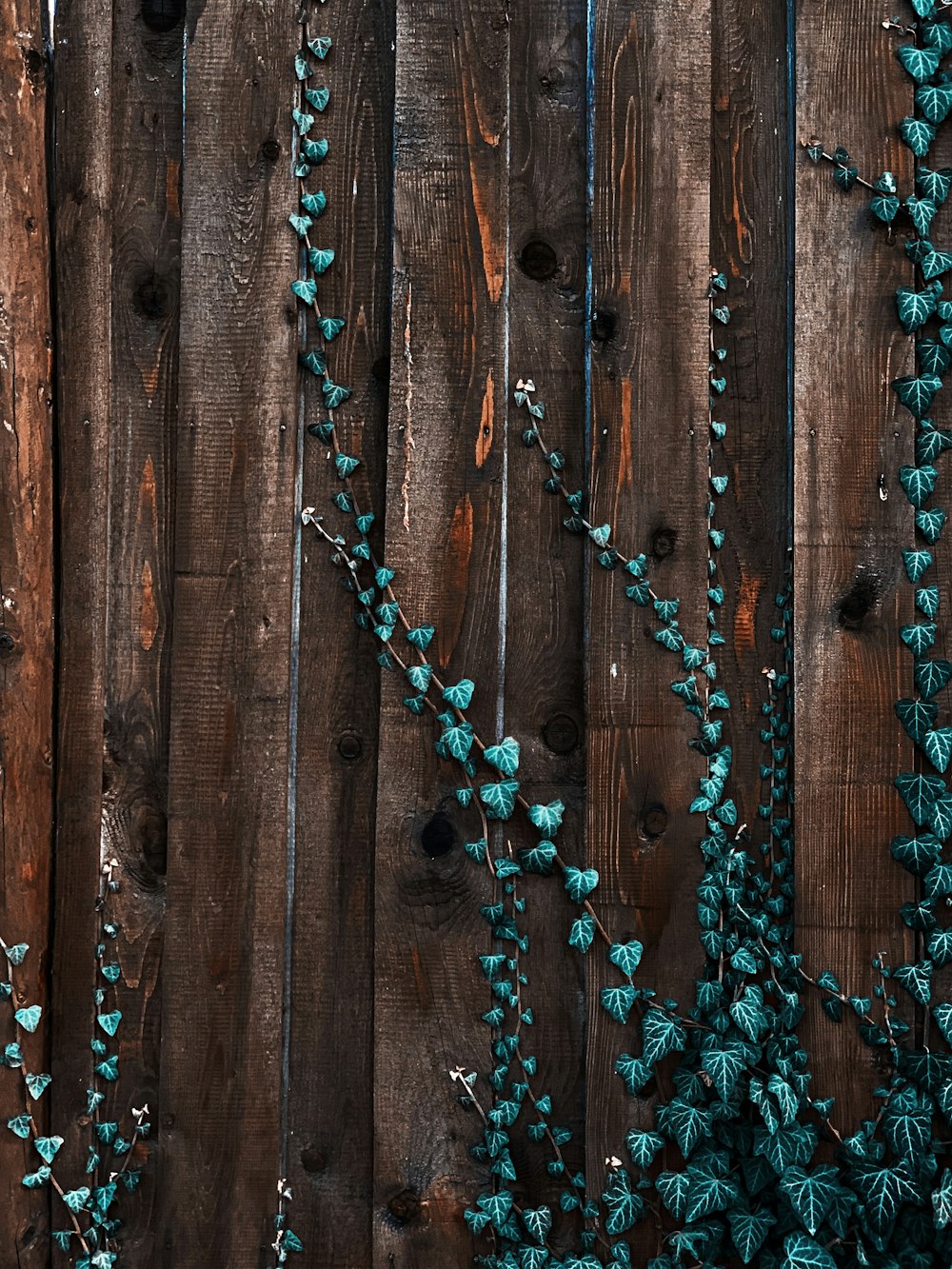 Planta de hiedra verde sobre tablón de madera marrón