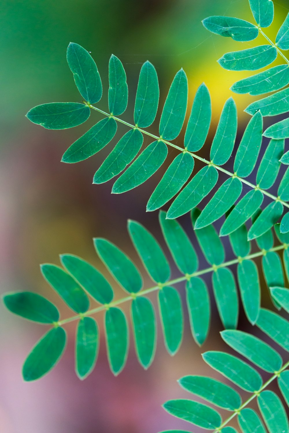 green leaves