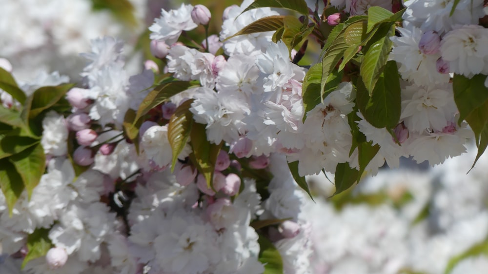 selective focus photo of white cherry blossom