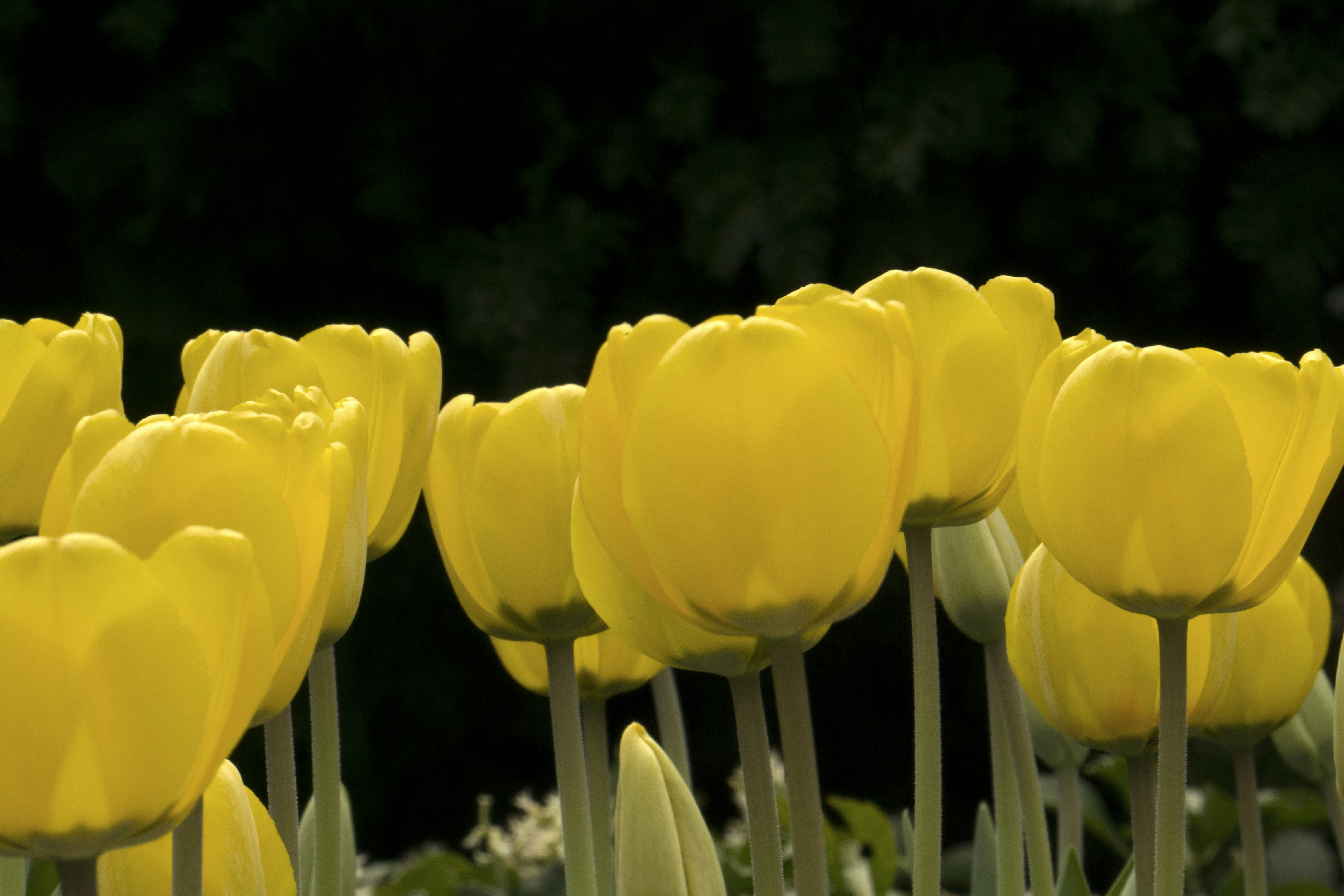 Photo by kent_pilcher