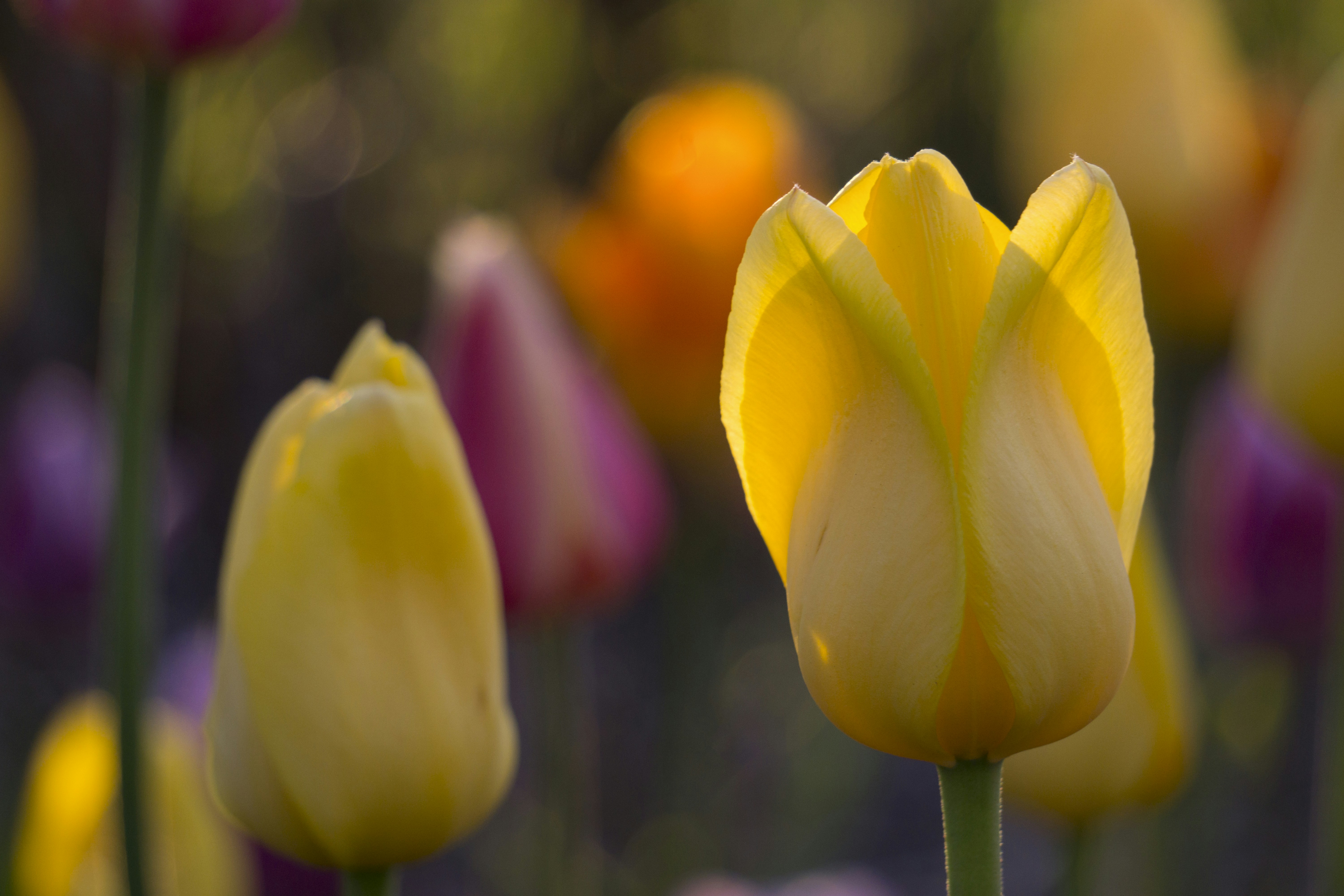 Photo by kent_pilcher