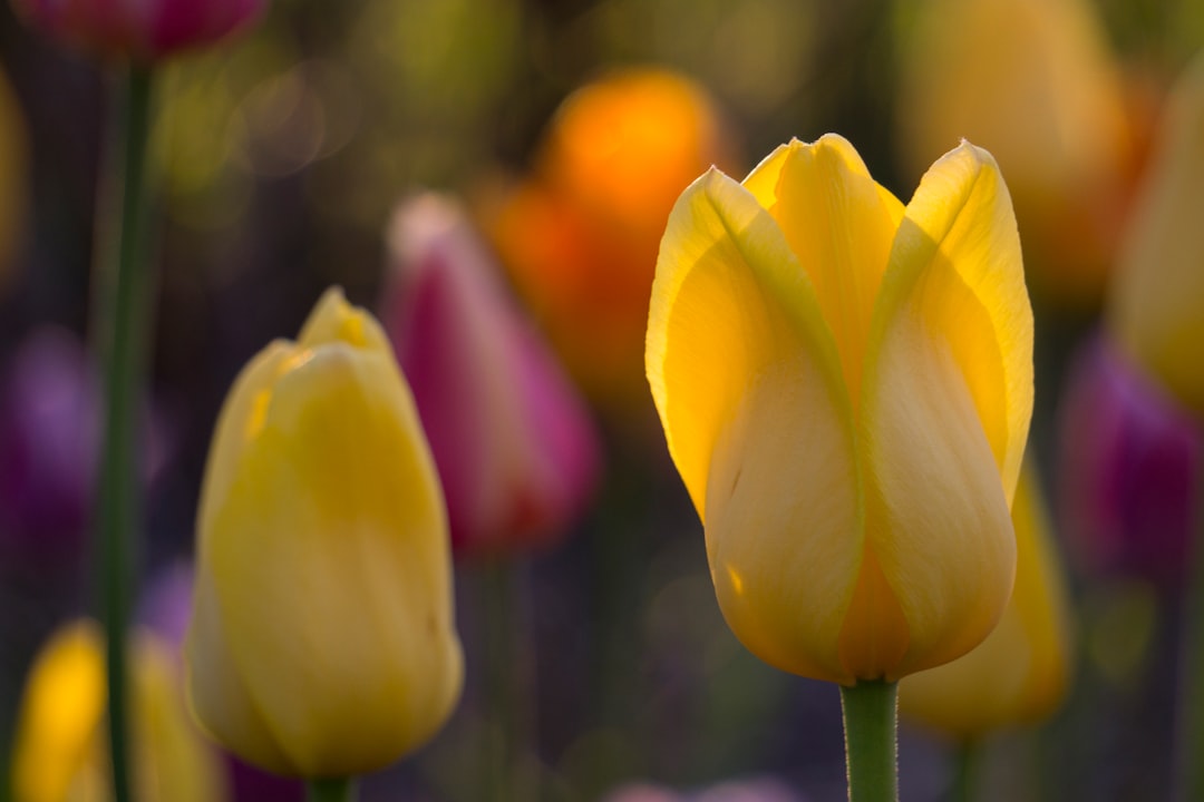 closeup photography of yellow tulips