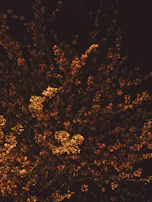 Nighttime event scene with jasmine flowers glowing under warm golden lights.